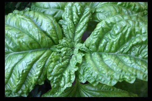 Lettuce Leaf Basil Live Seedlings - 3 to 9 Plants, 5-9 inches Tall, Aromatic Herb - Image 2