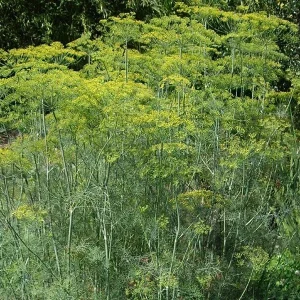 Mammoth Long Island Dill Seeds - 100, 500, or 2000 Seed Packs - Fragrant Herb for Culinary Use - Image 1