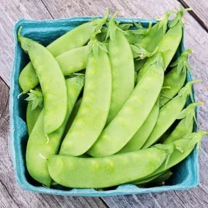 Oregon Sugar Pod II Snow Pea Seeds - Heirloom, Non-GMO, 1 LB (approx. 2000 seeds) - Image 2