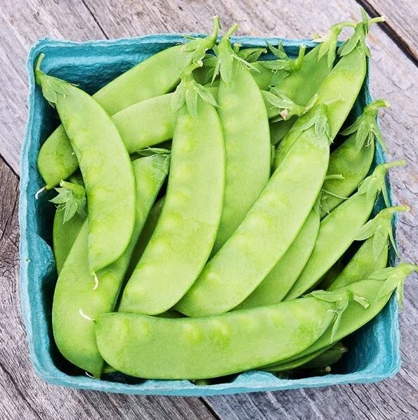 Oregon Sugar Pod II Snow Pea Seeds - Heirloom, Non-GMO, 1 LB (approx. 2000 seeds) - Image 2