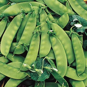 Oregon Sugar Pod II Snow Pea Seeds - Heirloom, Non-GMO, 1 LB (approx. 2000 seeds) - Image 1