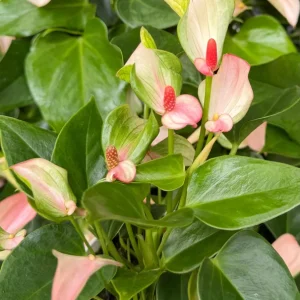 Pink Anthurium Live Plant - Blooming Houseplant in 4 inch Pot - Indoor Tropical Flower - Image 2