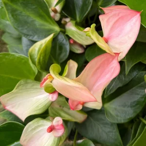 Pink Anthurium Live Plant - Blooming Houseplant in 4 inch Pot - Indoor Tropical Flower - Image 3