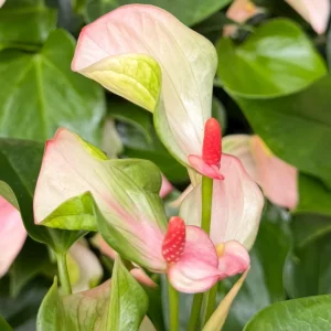 Pink Anthurium Live Plant - Blooming Houseplant in 4 inch Pot - Indoor Tropical Flower - Image 4