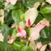 Pink Anthurium Live Plant - Blooming Houseplant in 4 inch Pot - Indoor Tropical Flower - Image 1