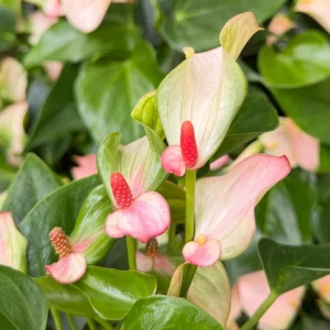 Pink Anthurium Live Plant - Blooming Houseplant in 4 inch Pot - Indoor Tropical Flower - Image 1