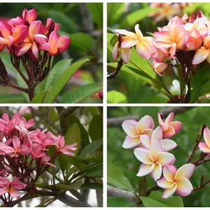 Plumeria Cuttings Variety Pack - 2 Unrooted Cuttings 12-16