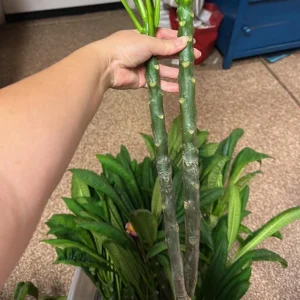 Plumeria Cuttings Variety Pack - 2 Unrooted Cuttings 12-16