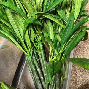 Plumeria Cuttings Variety Pack - 2 Unrooted Cuttings 12-16
