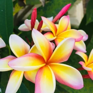 Plumeria Cuttings Variety Pack - 2 Unrooted Cuttings 12-16