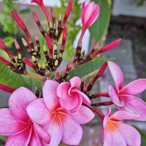 Plumeria Cuttings Variety Pack - 2 Unrooted Cuttings 12-16
