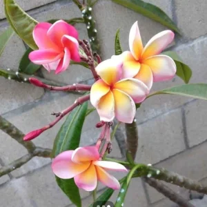Plumeria Cuttings Variety Pack - 2 Unrooted Cuttings 12-16