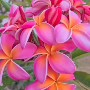 Plumeria Cuttings Variety Pack - 2 Unrooted Cuttings 12-16