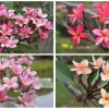 Plumeria Cuttings Variety Pack - 2 Unrooted Cuttings 12-16" - Fragrant Tropical Flowers - Image 1