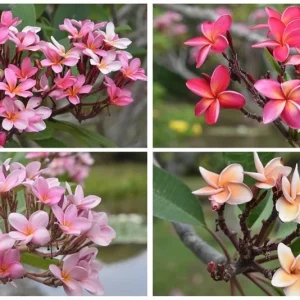 Plumeria Cuttings Variety Pack - 2 Unrooted Cuttings 12-16