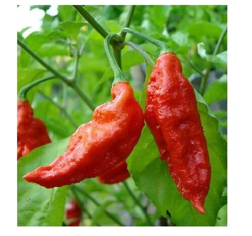 Red Ghost Pepper Bhut Jolokia Powder - 1.1 Lbs Super Hot Chili Spice - Image 2