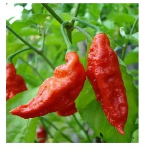 Red Ghost Pepper Powder - Bhut Jolokia Chili Spice - 0.5 kg (1.1 Lbs) Super Hot - Image 2