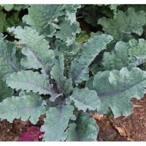 Red Russian Kale Seeds - Tender Fresh Greens, Hardy Large Leaves, Vegetable Seeds - Image 2