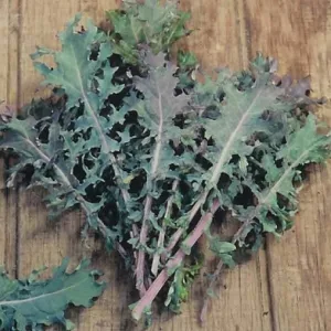 Red Russian Kale Seeds - Tender Fresh Greens, Hardy Large Leaves, Vegetable Seeds - Image 7