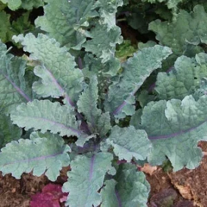 Red Russian Kale Seeds - Tender Fresh Greens, Hardy Large Leaves, Vegetable Seeds - Image 1