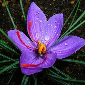 Saffron Crocus Bulbs - Fall Blooming Crocus Sativus for Saffron Spice - Image 1
