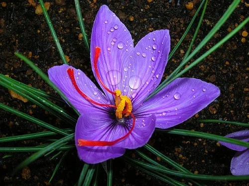 Saffron Crocus Bulbs - Fall Blooming Crocus Sativus for Saffron Spice - Image 1