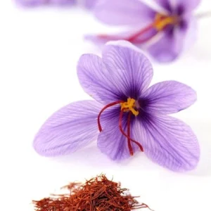Saffron Crocus Bulbs - Fall Blooming Crocus Sativus for Saffron Spice - Image 2