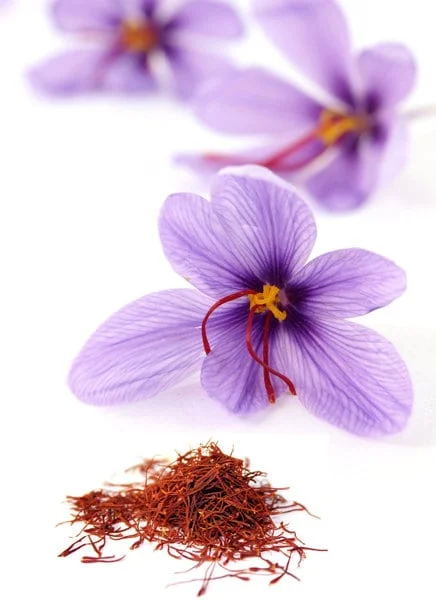 Saffron Crocus Bulbs - Fall Blooming Crocus Sativus for Saffron Spice - Image 2