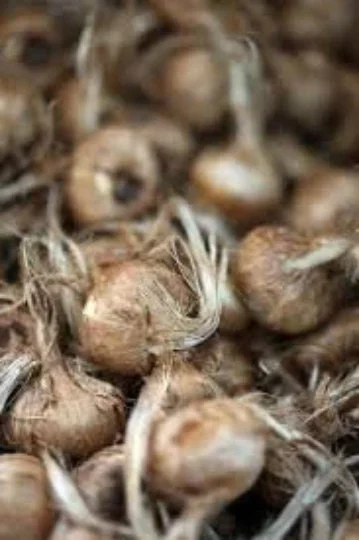 Saffron Crocus Bulbs - Fall Blooming Crocus Sativus for Saffron Spice - Image 4