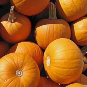 Small Sugar Pumpkin Seeds - Heirloom Pie & Carving, 100-800 Seeds, Prolific Vines, Outdoor - Image 1