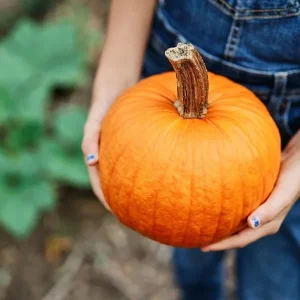 Small Sugar Pumpkin Seeds – Heirloom Pie & Carving – Prolific Vines – 100 to 800 Seeds - Image 2