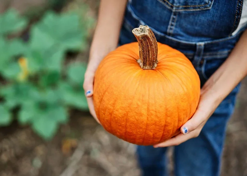 Small Sugar Pumpkin Seeds – Heirloom Pie & Carving – Prolific Vines – 100 to 800 Seeds - Image 2