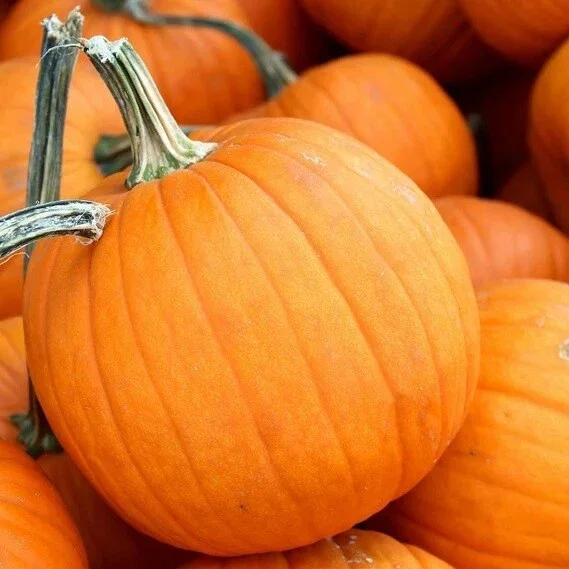 Small Sugar Pumpkin Seeds - Heirloom Pie & Carving Pumpkins, Prolific Vines, 100-800 Seeds Outdoor - Image 3
