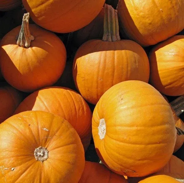 Small Sugar Pumpkin Seeds - Heirloom Pie & Carving Pumpkins, Prolific Vines, 100-800 Seeds Outdoor - Image 1