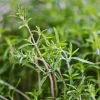 Summer Savory Herb Seeds - Heirloom Annual & Perennial, Bulk Packs 200-64,000 Seeds - Image 1