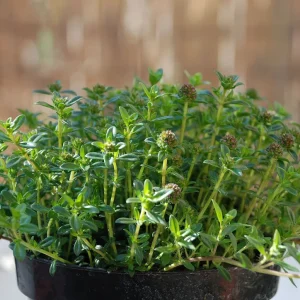 Summer Savory Herb Seeds - Heirloom Annual Perennial - Bulk Pack - Image 2