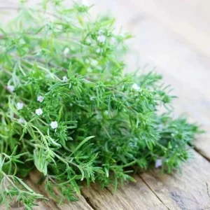 Summer Savory Herb Seeds - Heirloom Annual & Perennial, Bulk Packs 200-64,000 Seeds - Image 3