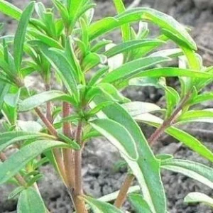Summer Savory Herb Seeds - Heirloom Annual & Perennial, Bulk Packs 200-64,000 Seeds - Image 4