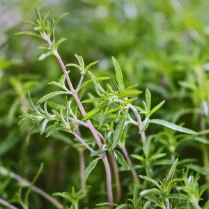 Summer Savory Herb Seeds - Heirloom Annual Perennial - Bulk Pack - Image 1