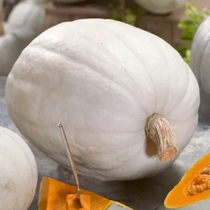 Super Moon F1 Hybrid Pumpkin Seeds - AAS Winner, NON-GMO, 25-50 Lbs Fruit - Image 4