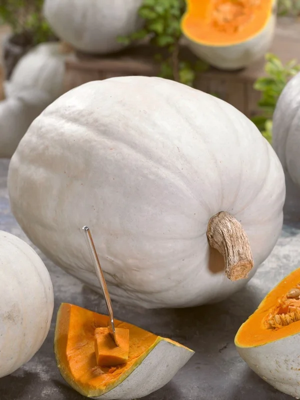 Super Moon F1 Hybrid Pumpkin Seeds - AAS Winner, NON-GMO, 25-50 Lbs Fruit - Image 4