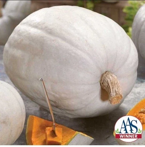 Super Moon F1 Hybrid Pumpkin Seeds - AAS Winner, NON-GMO, 25-50 Lbs Fruit - Image 6