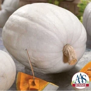 Super Moon F1 Hybrid Pumpkin Seeds - AAS Winner, NON-GMO, 25-50 Lbs Fruit - Image 1