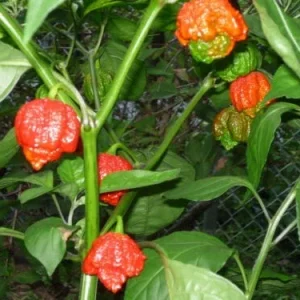 Trinidad Moruga Scorpion Red Pepper Seeds – 1000 Count – Vegetable Seeds – World's Hottest - Image 2
