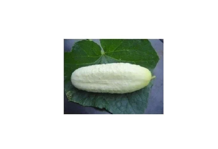 White Wonder Cucumber Seeds - Heirloom, Non-GMO, 25-200 Seeds, Outdoor - Image 2