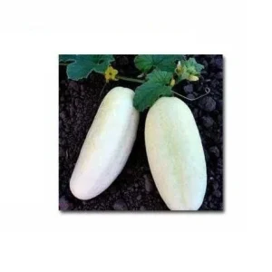White Wonder Cucumber Seeds - Heirloom, Non-GMO, 25-200 Seeds, Outdoor - Image 4