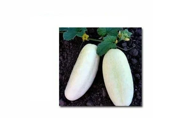 White Wonder Cucumber Seeds - Heirloom, Non-GMO, 25-200 Seeds, Outdoor - Image 4