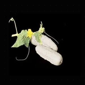White Wonder Cucumber Seeds - Heirloom, Non-GMO, 25-200 Seeds, Outdoor - Image 1