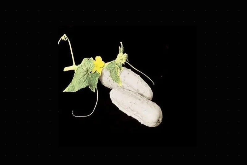 White Wonder Cucumber Seeds - Heirloom, Non-GMO, 25-200 Seeds, Outdoor - Image 1
