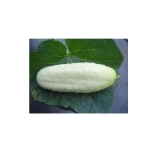 White Wonder Cucumber Seeds - Heirloom, Non-GMO Vegetable Seeds (25-200 Seed Pack) - Image 2